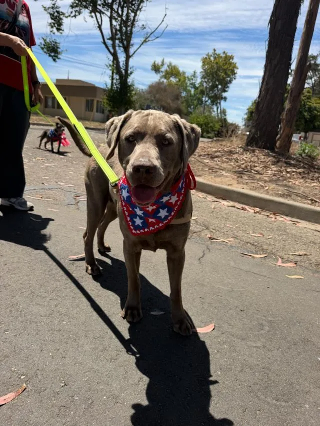 An adult large-sized female Labrador Retriever dog named Mamba for adoption in Santa Barbara, CA