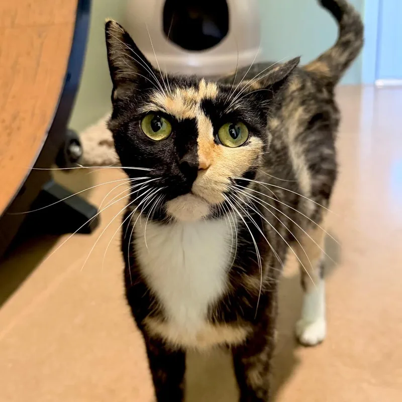 A young medium-sized female Tortoiseshell Domestic Short Hair cat named Harp for adoption in Kyle, TX