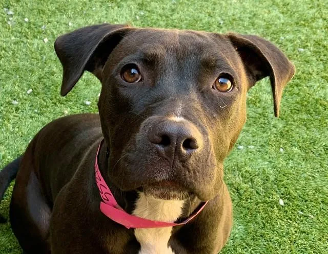A young medium-sized female Black Pit Bull Terrier dog named SAVE ME PLEASE Gwen for adoption in San Marcos, CA