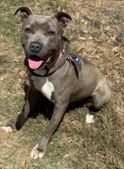 An adult medium-sized female American Staffordshire Terrier dog named Shani for adoption in San Antonio, TX