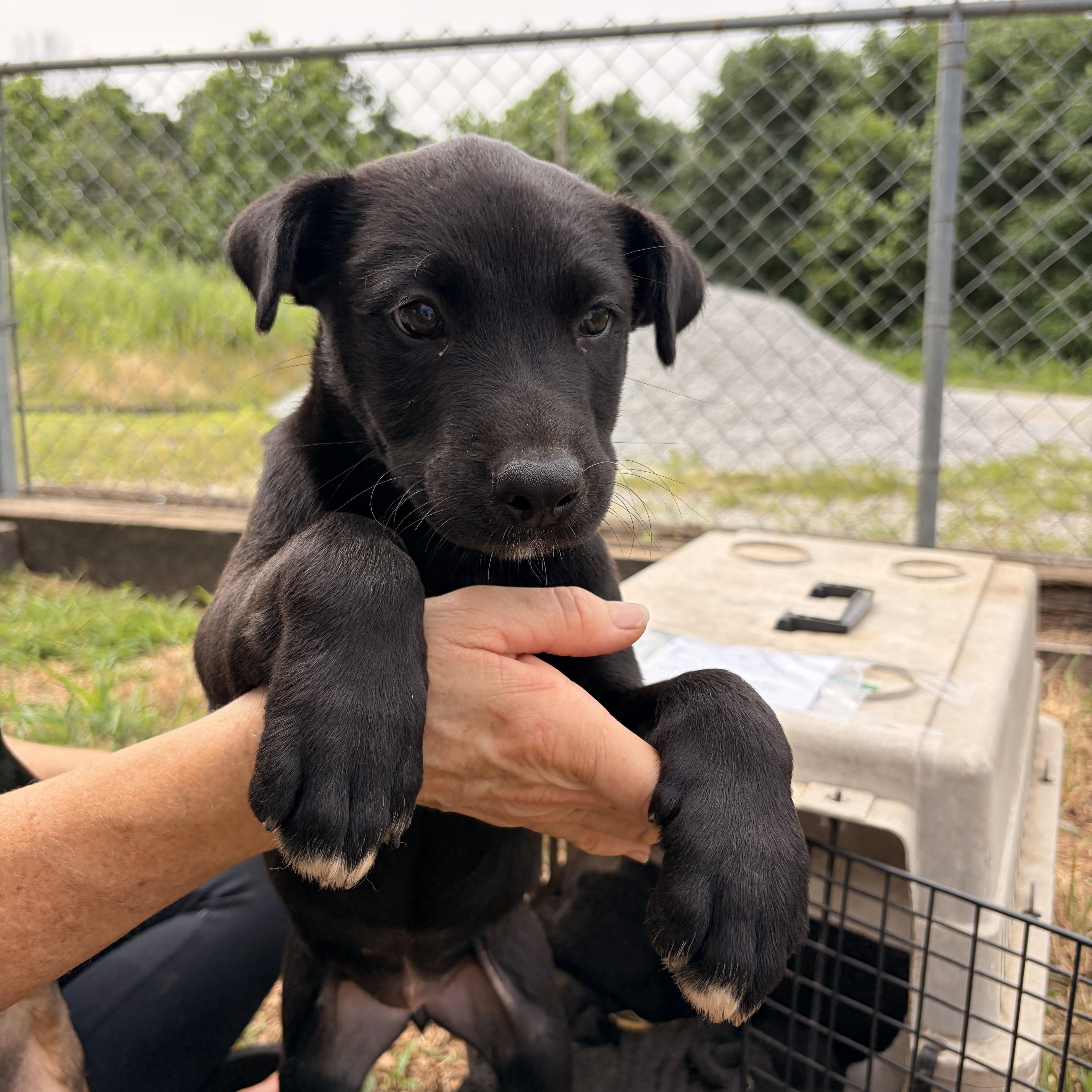 A baby medium-sized female Black Mouth Cur dog named Dior for adoption in Melbourne, AR