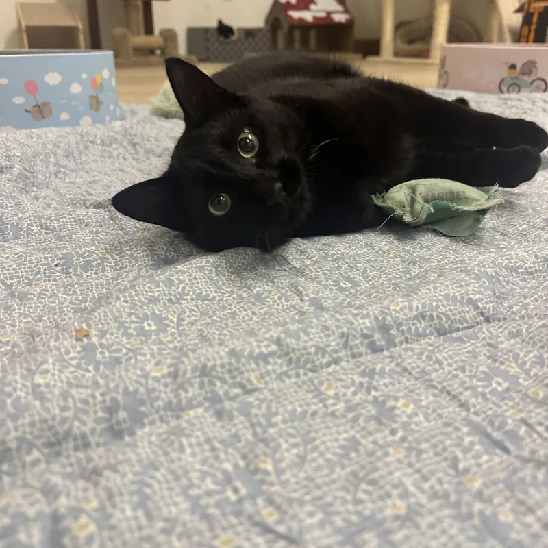 An adult medium-sized male Domestic Short Hair cat named Sweetheart for adoption in Branford, CT