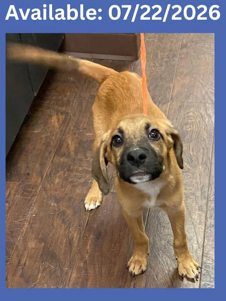 A baby medium-sized male Hound dog named Dog Kennel  Zack for adoption in Greenville, TX