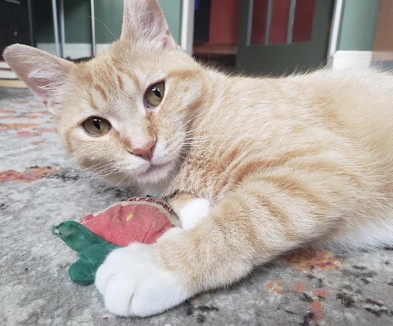 A young medium-sized female Orange & White Domestic Short Hair cat named Apple Crumble for adoption in Alexandria, VA