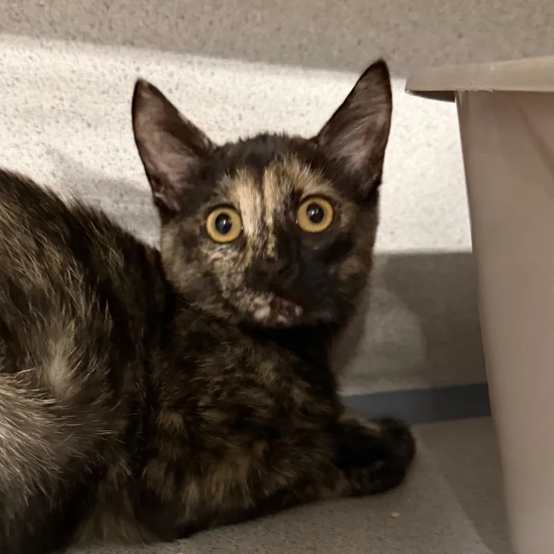 A baby small-sized female Tortoiseshell Domestic Short Hair cat named Effie for adoption in Sheridan, WY