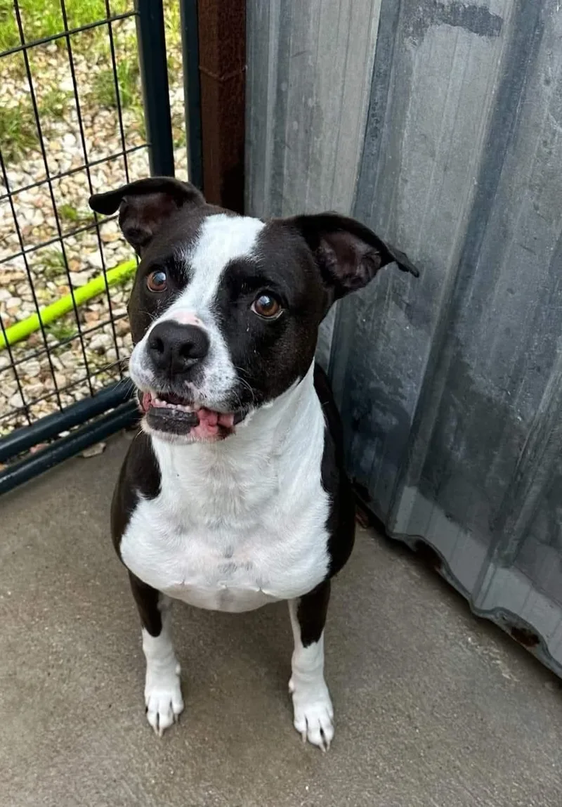 An adult medium-sized male Pit Bull Terrier dog named Nico for adoption in Denison, TX