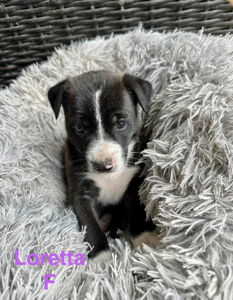 A baby medium-sized female Terrier dog named Loretta for adoption in Oakhurst, NJ