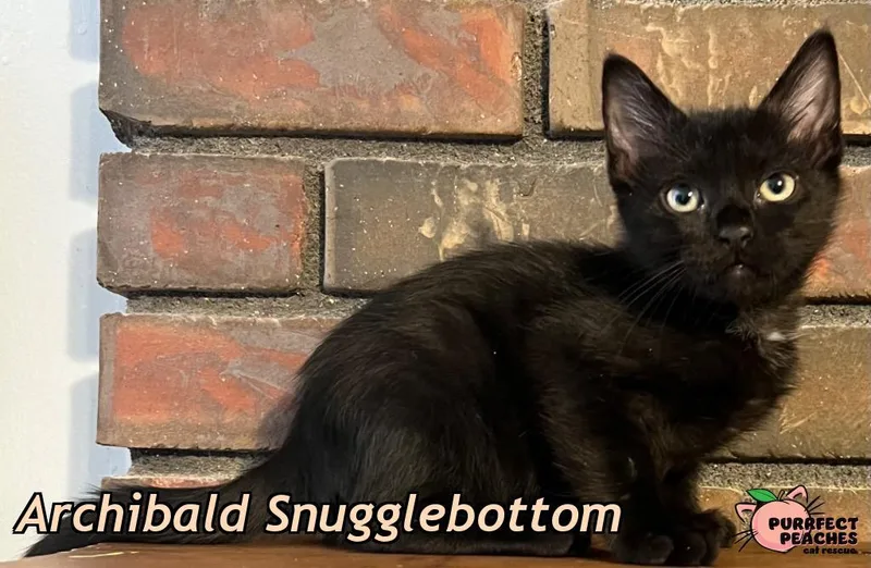 A baby medium-sized male Domestic Short Hair cat named Archibald Snugglebottom for adoption in Douglasville, GA