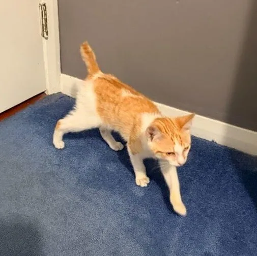 A baby medium-sized male Domestic Short Hair cat named Rocco Coming In for adoption in Clifton, NJ