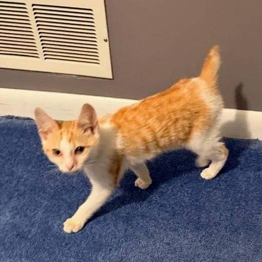 Rocco Coming In thumbnail 2