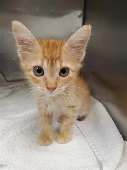 A baby small-sized male Domestic Short Hair cat named James for adoption in El Paso, TX