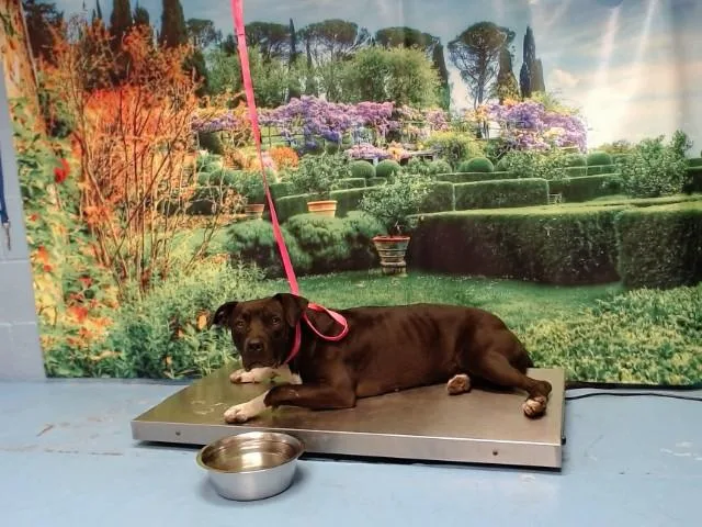 A young medium-sized female Pit Bull Terrier dog named Inuzuka for adoption in Moreno Valley, CA