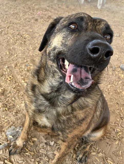 An adult medium-sized female German Shepherd Dog dog named Gillian for adoption in Albuquerque, NM