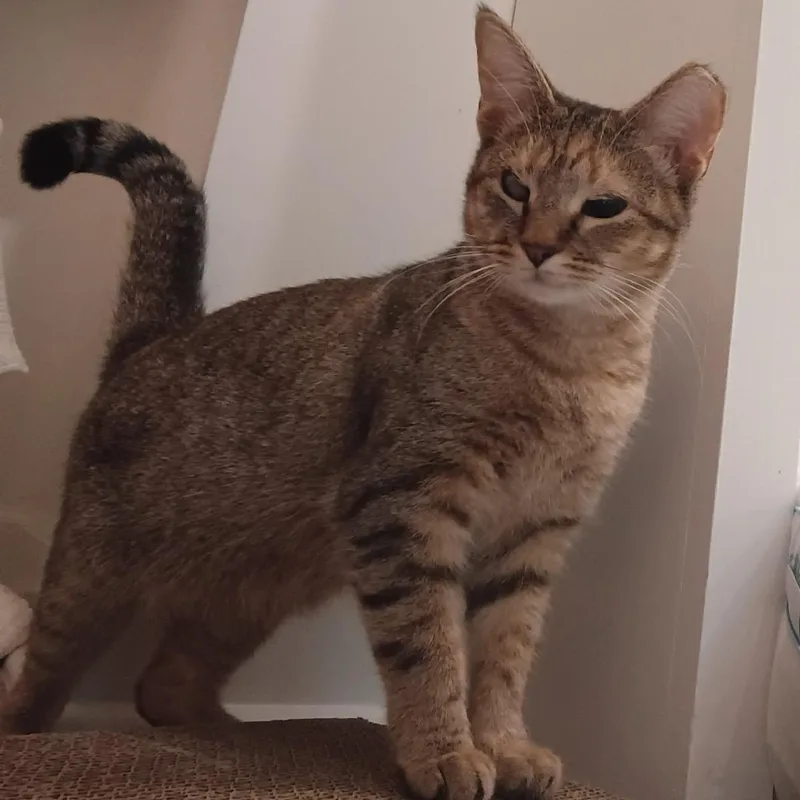 A young medium-sized female Brown / Chocolate Domestic Short Hair cat named Caramel for adoption in Mebane, NC