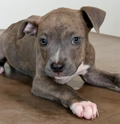 A young large-sized male Pit Bull Terrier dog named Sheriff for adoption in Kansas City, MO