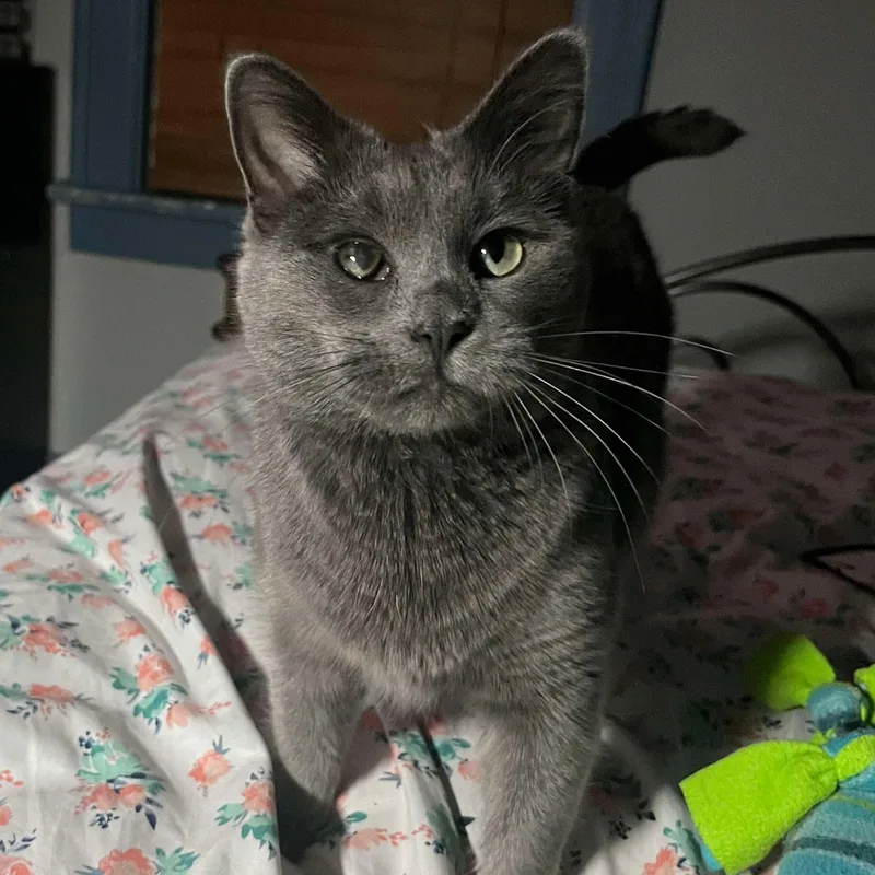 An adult medium-sized female Gray / Blue / Silver Domestic Short Hair cat named Doechii for adoption in Stoughton, WI
