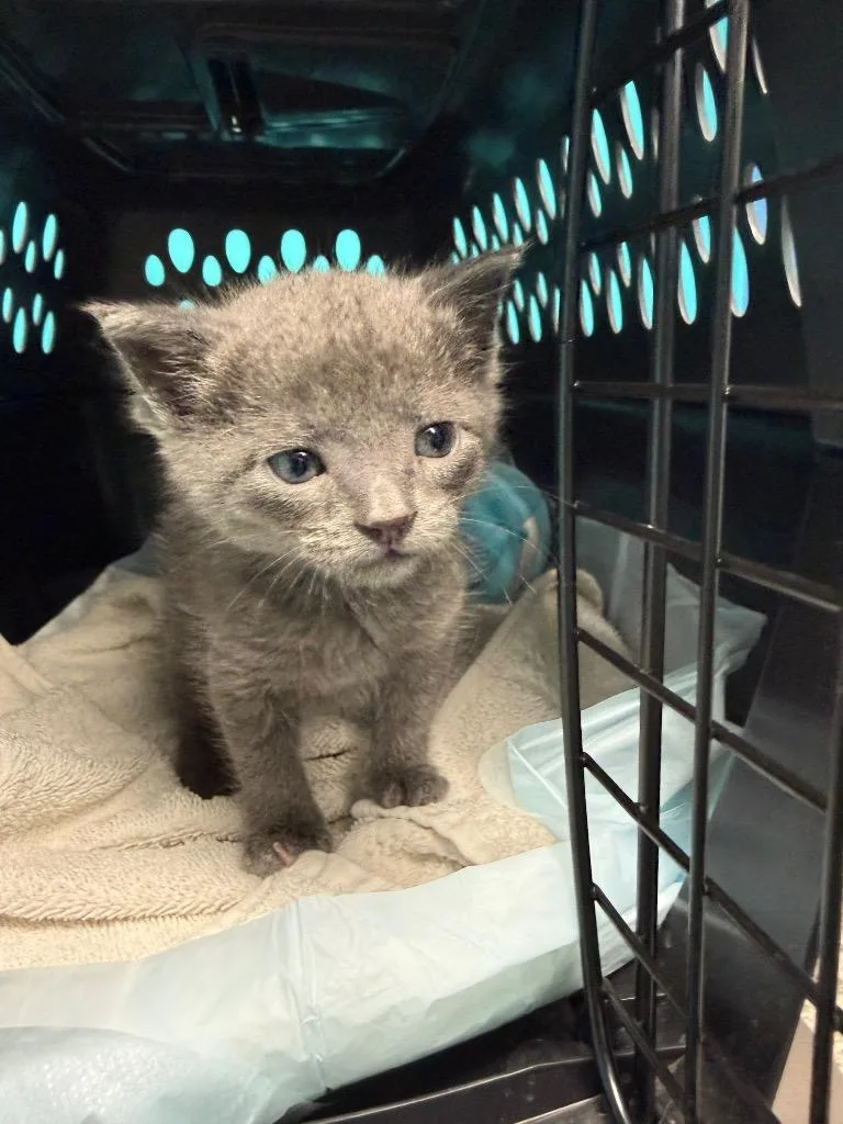 A baby small-sized male Domestic Short Hair cat named Rocky for adoption in Utica, MI