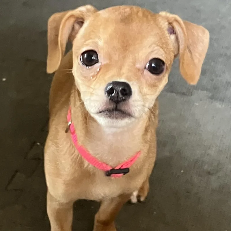 A baby small-sized female Golden Chihuahua dog named Autum for adoption in citrus heights, CA