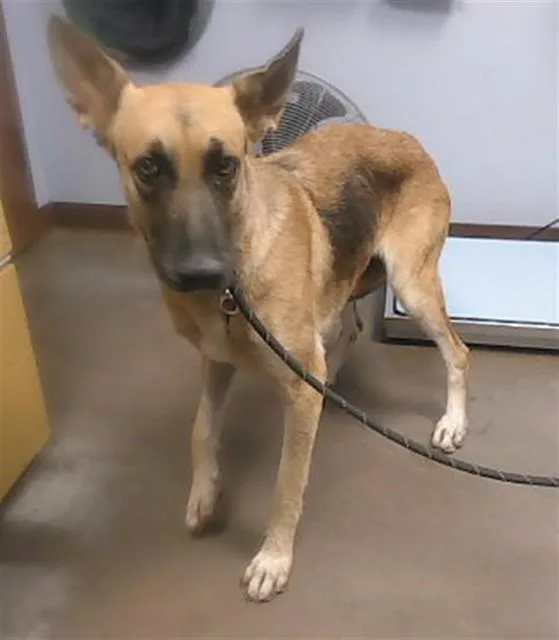 A young large-sized female German Shepherd Dog dog named Applestrudel for adoption in Phoenix, AZ