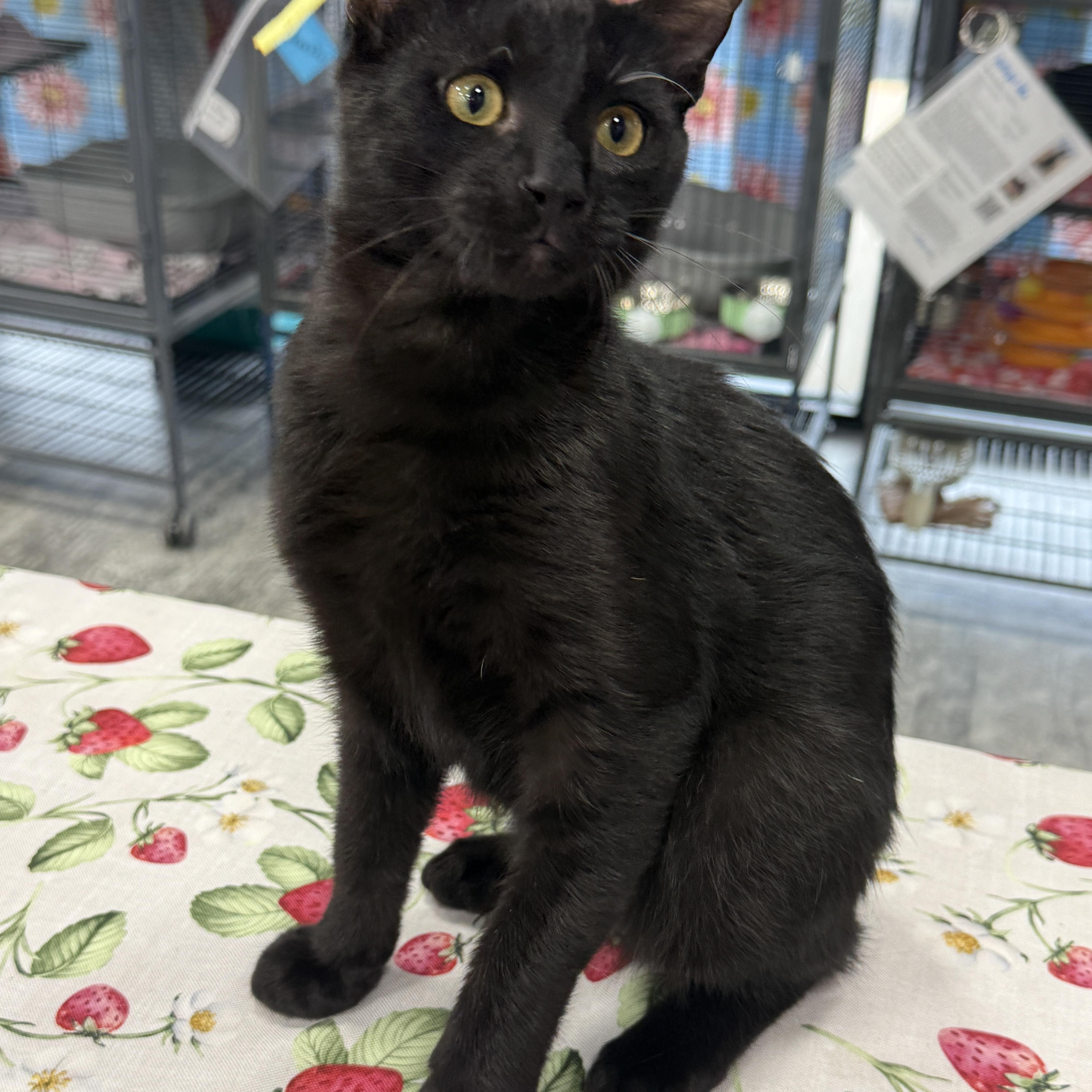 A baby medium-sized male Black Domestic Short Hair cat named Figaro for adoption in Jacksonville, FL