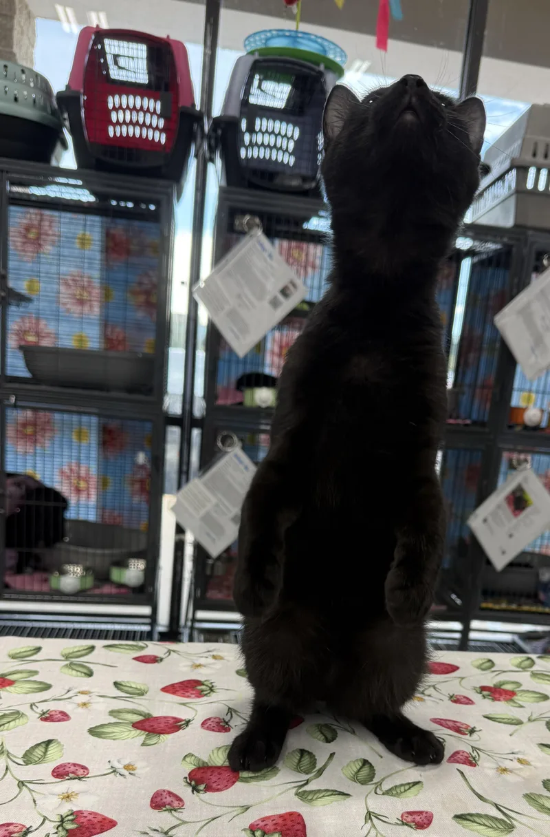 Figaro thumbnail 2