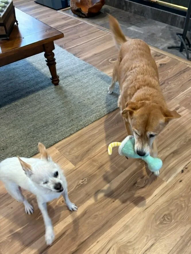 Charlotte thumbnail 2