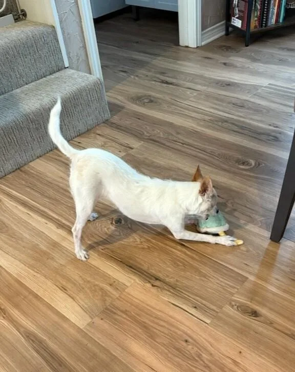 Charlotte thumbnail 4