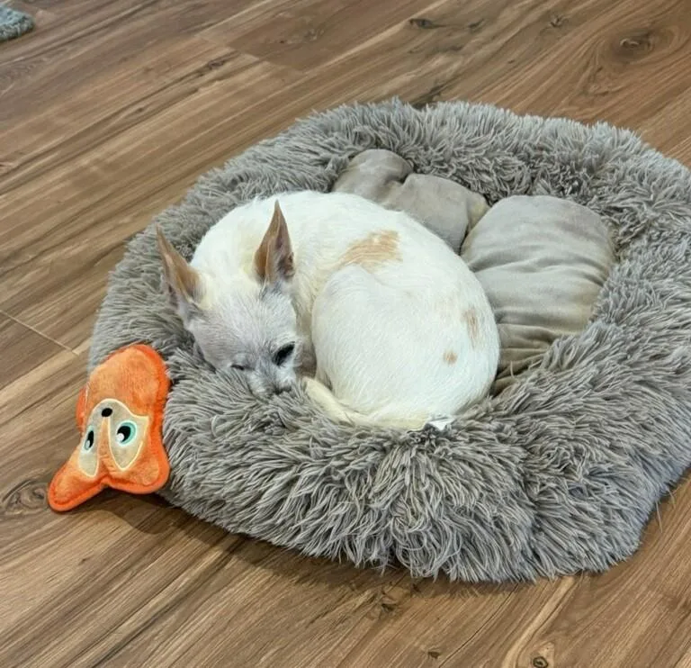 Charlotte thumbnail 6