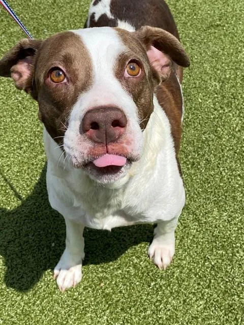 An adult large-sized female Pit Bull Terrier dog named Katie for adoption in Fayetteville, NC