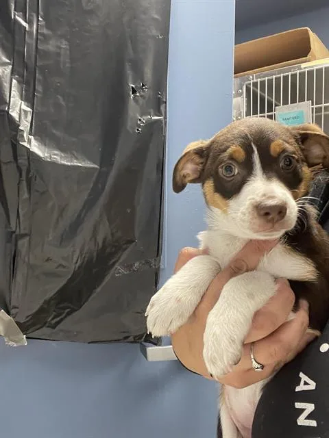 A baby small-sized female Chihuahua dog named Luna for adoption in Santa Cruz, CA