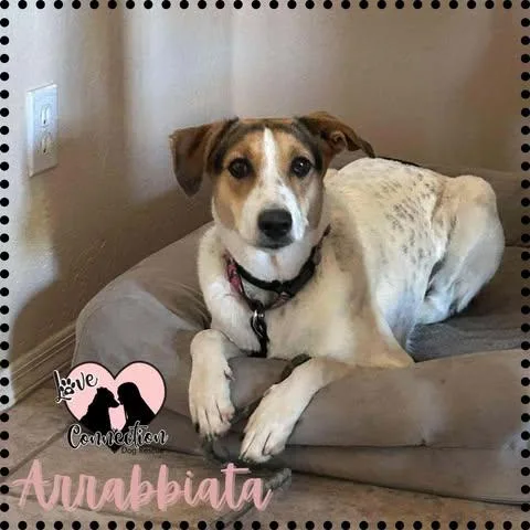 A young medium-sized female Brown / Chocolate Australian Cattle Dog / Blue Heeler dog named Arrabbiata for adoption in Gilbert, AZ