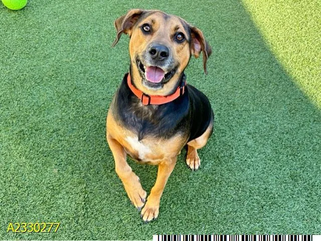 An adult large-sized male Mixed Breed dog named Bailey for adoption in West Palm Beach, FL