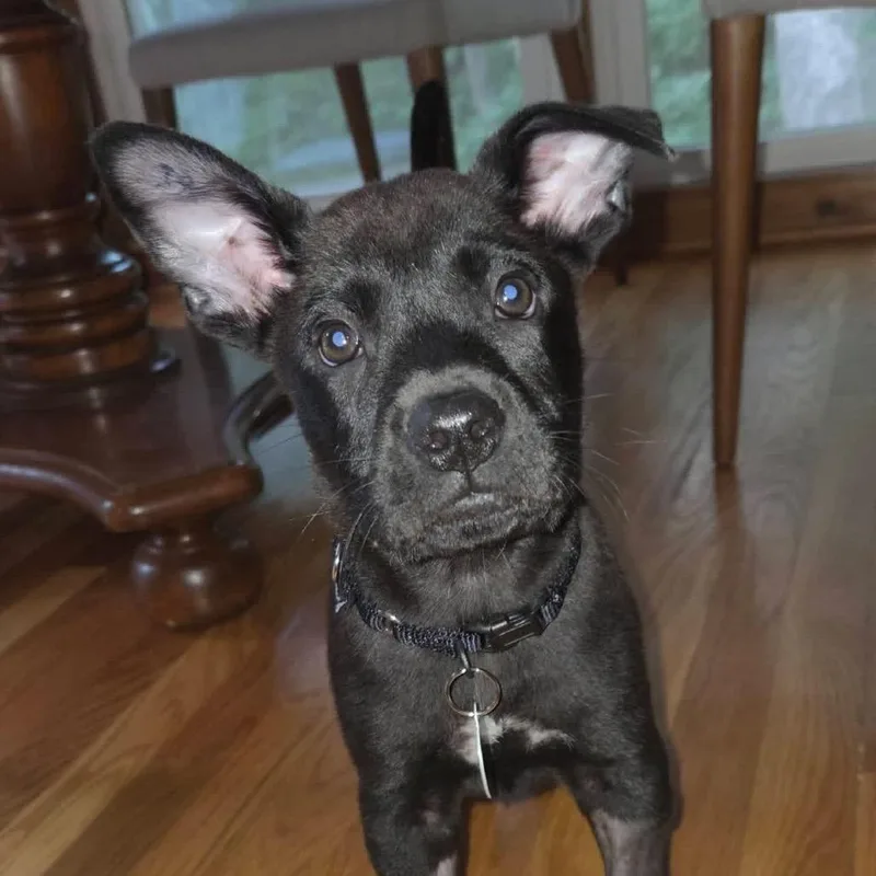 A baby small-sized male Black Pit Bull Terrier dog named Camden for adoption in Shawnee, KS
