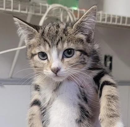 A baby small-sized female Domestic Short Hair cat named Anansa for adoption in West Chester, PA