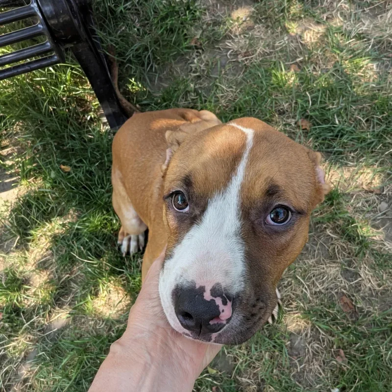 A young medium-sized male Mixed Breed dog named Legend for adoption in Buffalo, NY