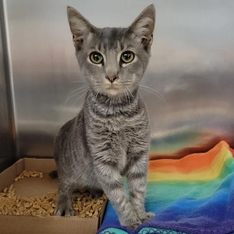 A young small-sized male Domestic Short Hair cat named Stone for adoption in Chattanooga, TN