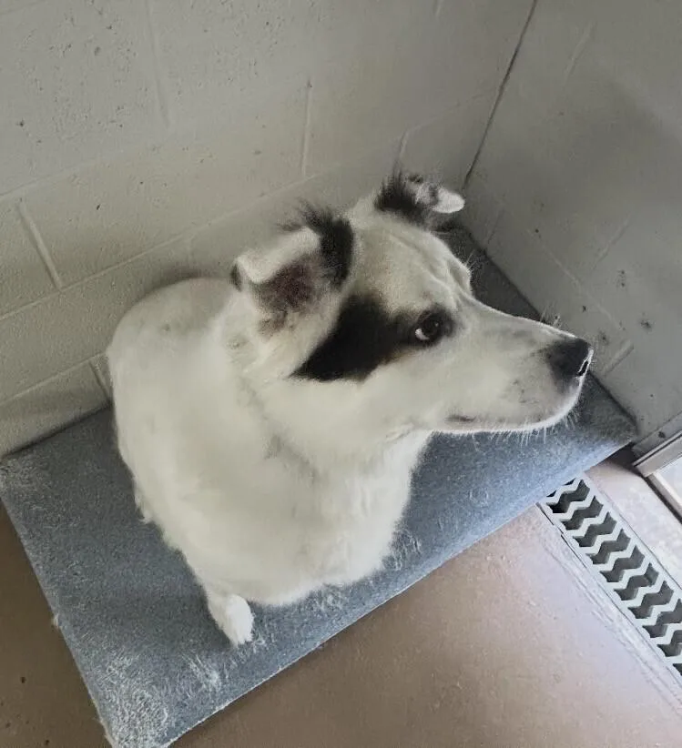 An adult large-sized male Australian Shepherd dog named Puzzle for adoption in Washington, DC