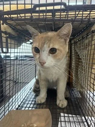 An adult medium-sized male Domestic Short Hair cat named Chester for adoption in West Chester, PA