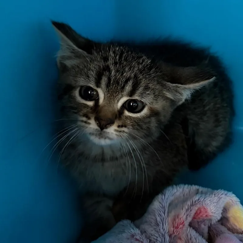 A baby small-sized female Torbie Domestic Short Hair cat named Chili for adoption in Waukesha, WI
