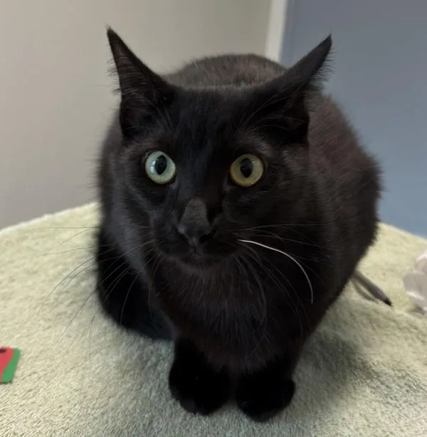 A young medium-sized male Domestic Short Hair cat named Nyx for adoption in Oceanside, CA