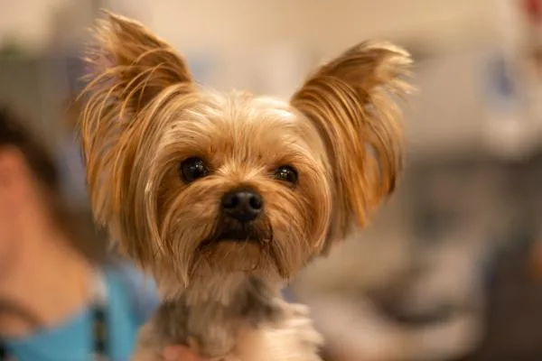 An adult small-sized male Yorkshire Terrier dog named Danny for adoption in Stratham, NH