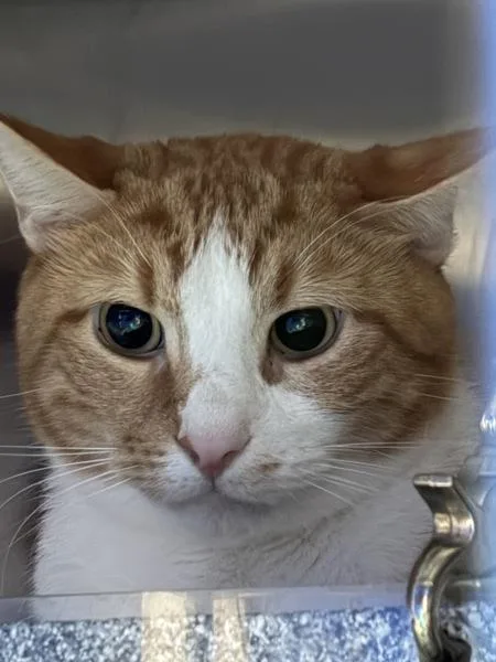 An adult medium-sized male Domestic Short Hair cat named Benny for adoption in Ridgewood, NY