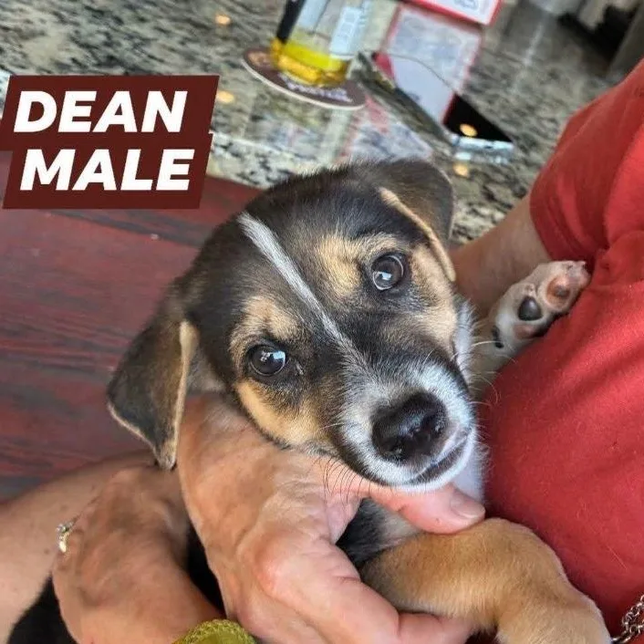 Dean