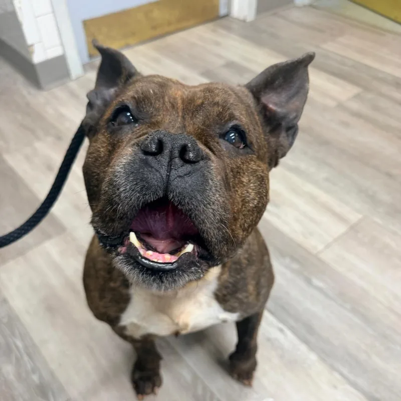 An adult small-sized female Brown / Chocolate English Bulldog dog named Pebbles for adoption in Weimar, CA