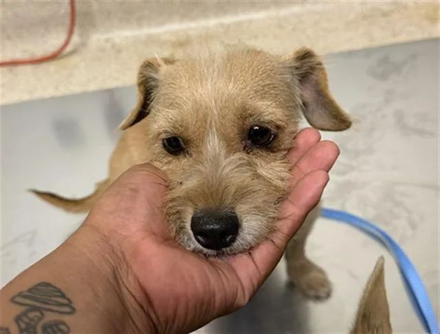 A young small-sized female Terrier dog named Kylie for adoption in Bakersfield, CA