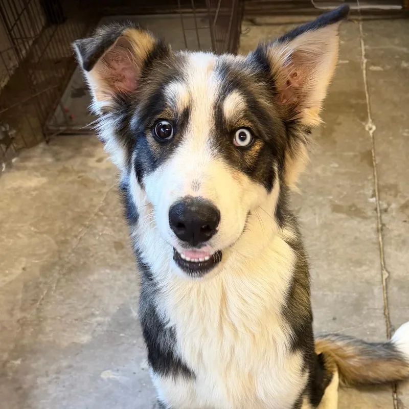 A young medium-sized male Black Husky dog named Jonesy for adoption in Ardmore, OK