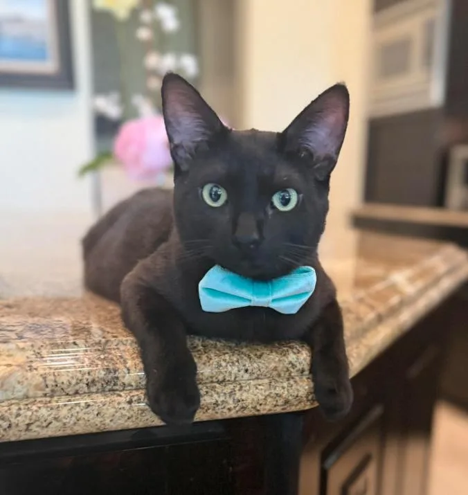 A young medium-sized male Black Domestic Short Hair cat named Jet for adoption in Dripping Springs, TX