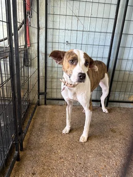 A young medium-sized female Mixed Breed dog named Minnie for adoption in Mobile, AL