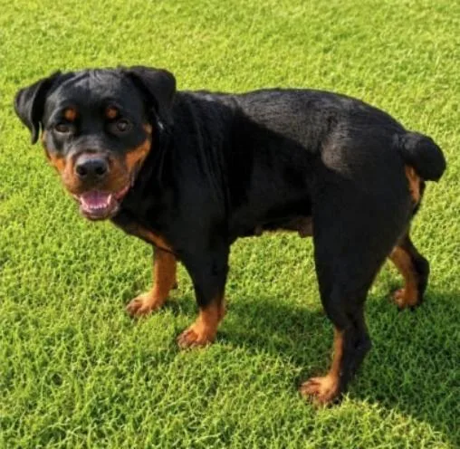 An adult large-sized female Rottweiler dog named Diamond for adoption in Hillsboro, NH