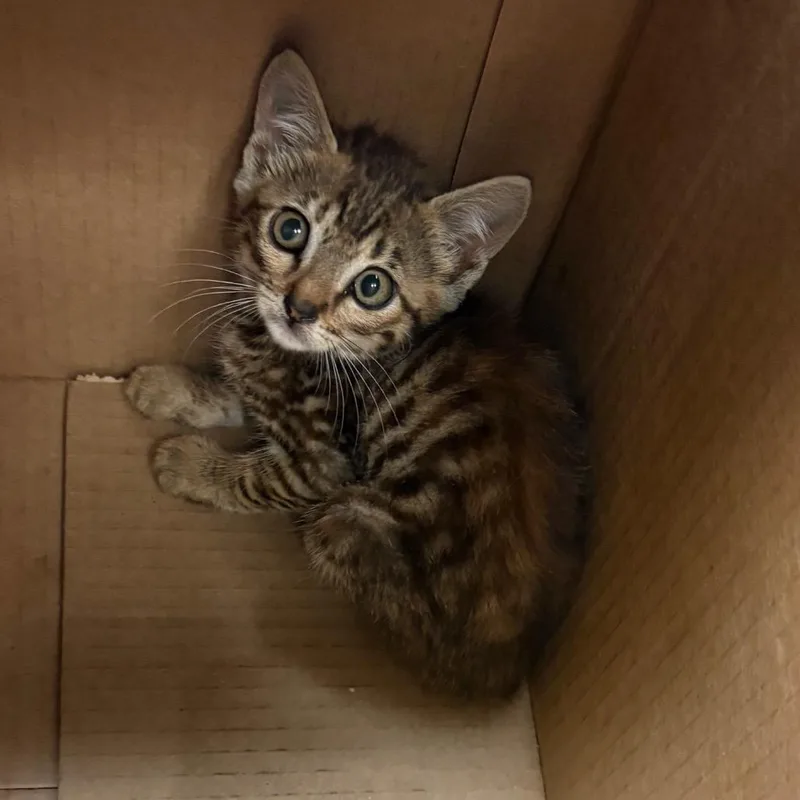 A baby small-sized female Brown / Chocolate Domestic Short Hair cat named Maple for adoption in Columbus, GA